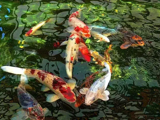 Vệ Sinh Hồ Cá Ngoài Trời
