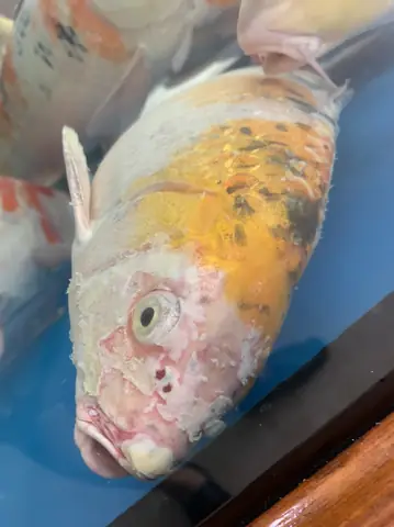 Vì Sao Cá Koi Chết