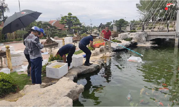 Xử Lý Cá Mới Mua Về