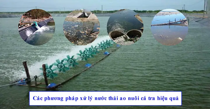 Xử Lý Nước Nuôi Cá