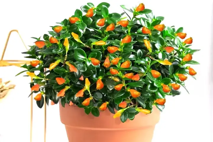 Ý Nghĩa Cá Vàng