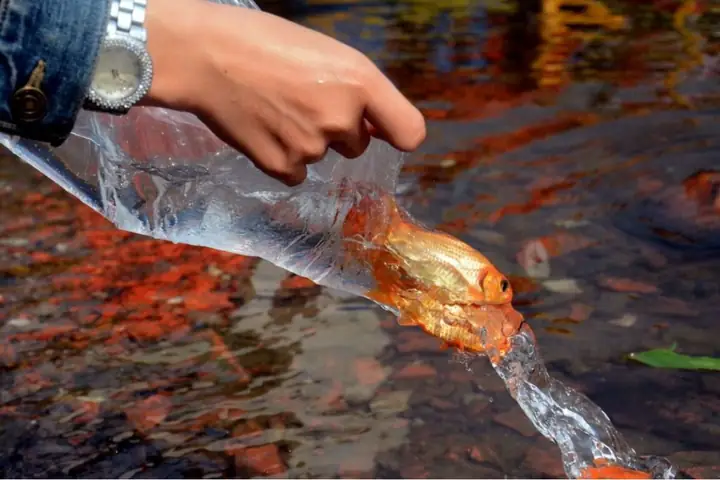 Ý Nghĩa Của Việc Thả Cá Chép