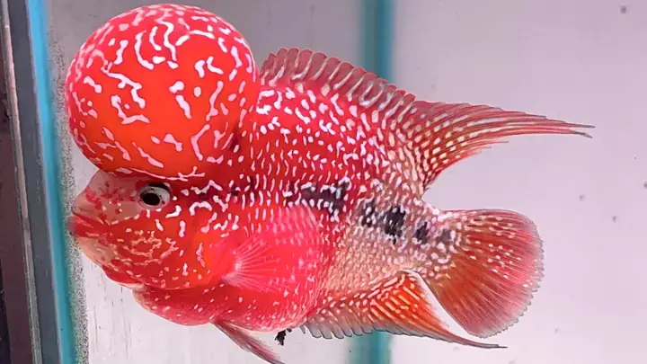 Ý Nghĩa Phong Thủy Cá La Hán