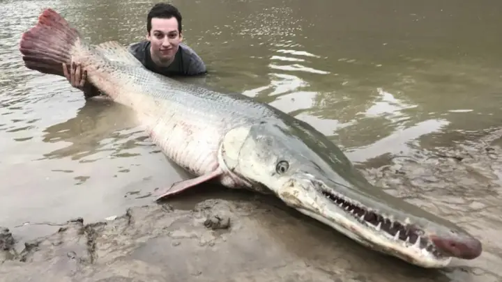 Alligator Gar Là Cá Gì