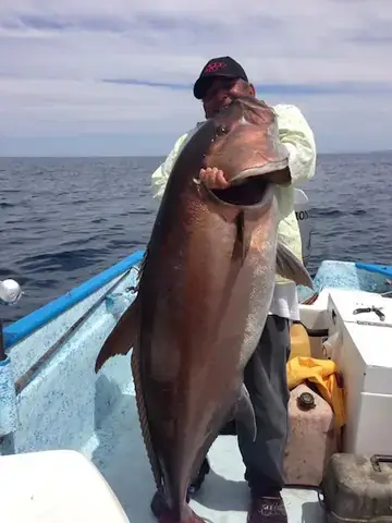 Amberjack Là Cá Gì Amberjack Là Cá Gì