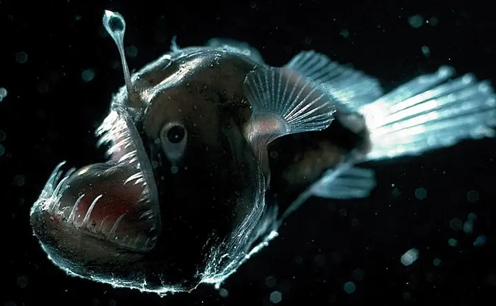Anglerfish Là Cá Gì