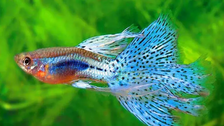 Ảnh Cá Bảy Màu