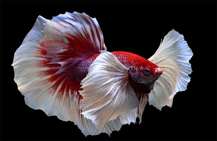Ảnh Cá Betta Đẹp Ảnh Cá Betta Đẹp
