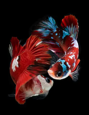Ảnh Cá Betta Fancy