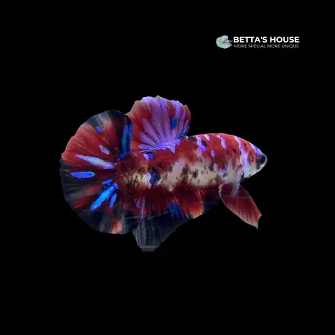 Ảnh Cá Betta Koi