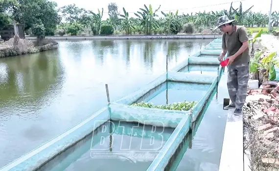 Ao Nuôi Cá Rô Đồng