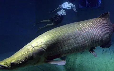 Arapaima Là Cá Gì