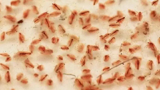 Artemia Cho Cá Bảy Màu