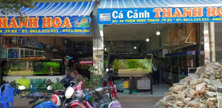 Bán Bể Cá Cảnh Thanh Hoá Bán Bể Cá Cảnh Thanh Hoá