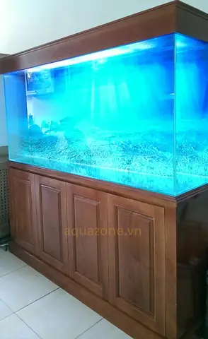 Bán Bể Cá Rồng