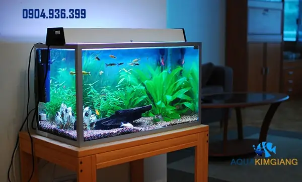 Bán Bể Cá Thủy Sinh
