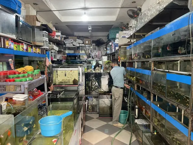 Bán Buôn Cá Cảnh