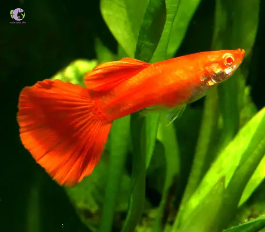 Bạn Cá Bảy Màu Full Red Bạn Cá Bảy Màu Full Red