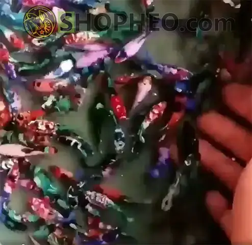 Bán Cá Betta Bầy