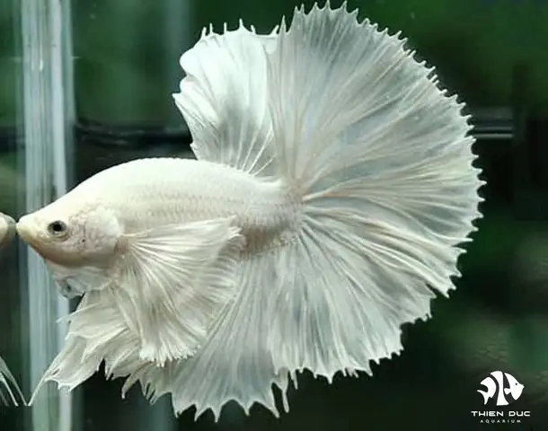 Bán Cá Betta Dumbo Halfmoon