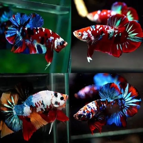 Bán Cá Betta Galaxy
