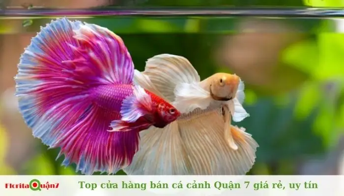 Bán Cá Cảnh Quận 7 Bán Cá Cảnh Quận 7