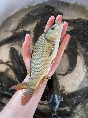 Bán Cá Chép Giống