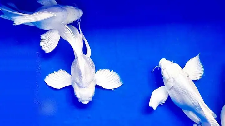Bán Cá Chép Nhật Đuôi Dài
