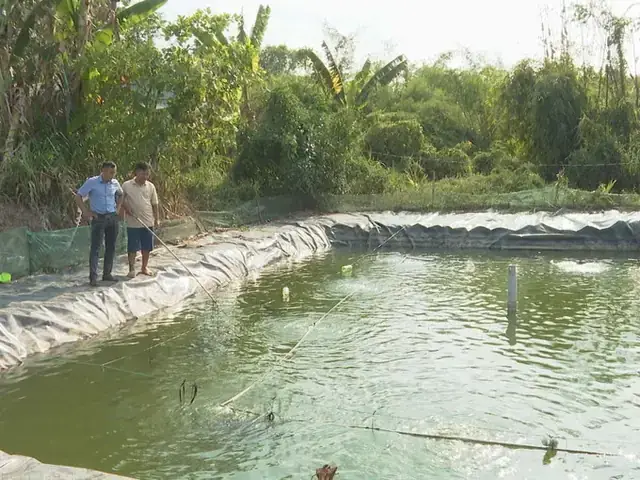 Bán Cá Heo Cảnh