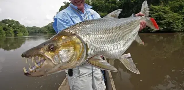 Bán Cá Hổ Congo
