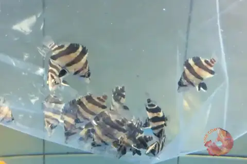 Bán Cá Hổ Size Nhỏ Bán Cá Hổ Size Nhỏ