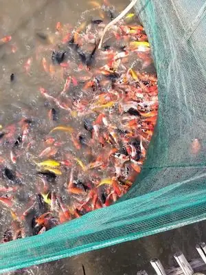 Bán Cá Koi Mini Tphcm