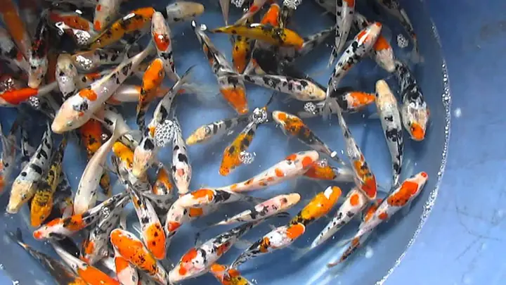 Bán Cá Koi Size Nhỏ Hà Nội