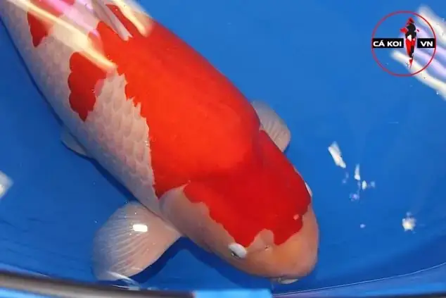 Bán Cá Koi Trung Quốc
