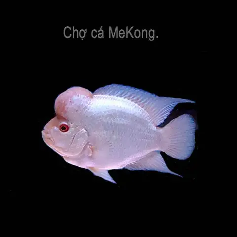 Bán Cá La Hán Thái Đỏ