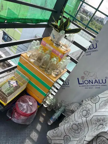 Bán Cá Lia Thia Đồng Tphcm