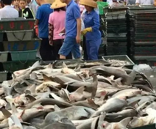 Bán Cá Mập Cảnh