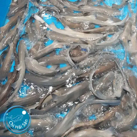 Bán Cá Mập Con
