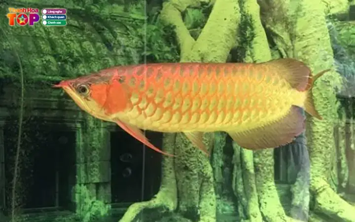 Bán Cá Rồng Giống