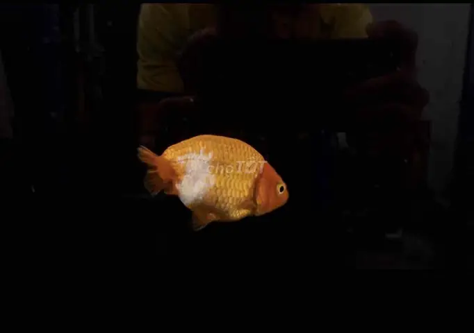 Bán Cá Vàng Ranchu
