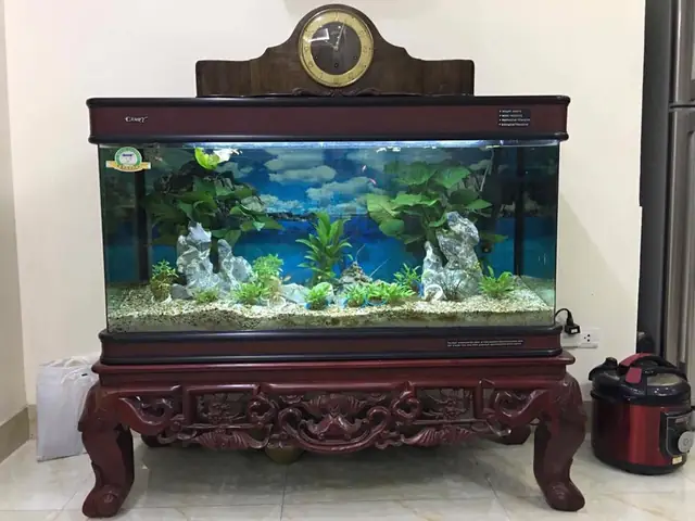 Bán Chân Hồ Cá