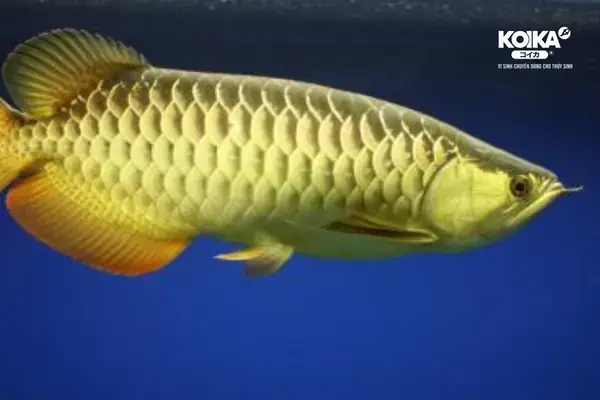 Bản Giá Cá Rồng