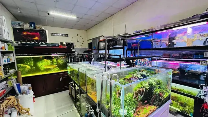 Bán Hồ Cá Rồng Cũ