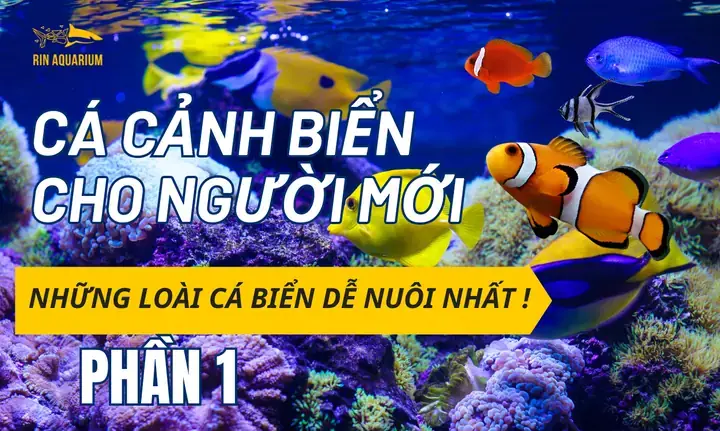 Bảng Giá Cá Cảnh Biển