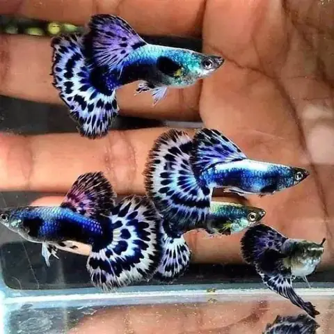 Bảng Giá Cá Guppy