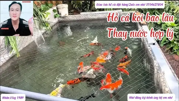 Bao Lâu Nên Thay Nước Hồ Cá Koi