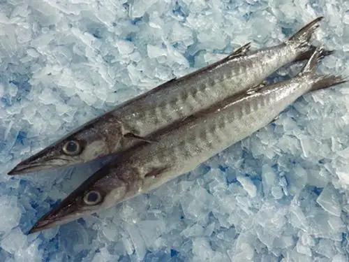 Barracuda Là Cá Gì