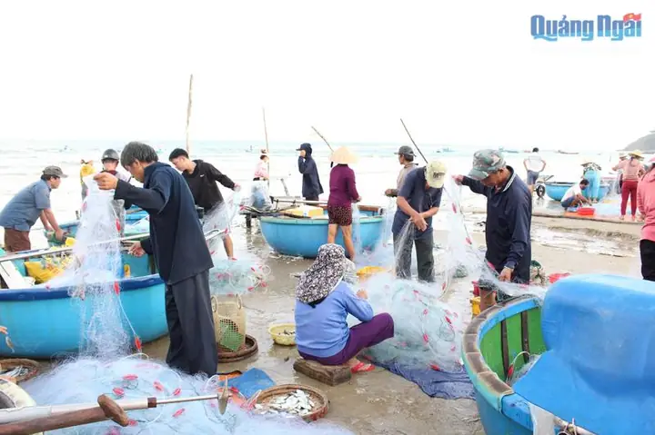 Bắt Cá Cảnh Biển