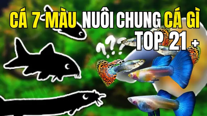 Bảy Màu Nuôi Chung Với Cá Gì