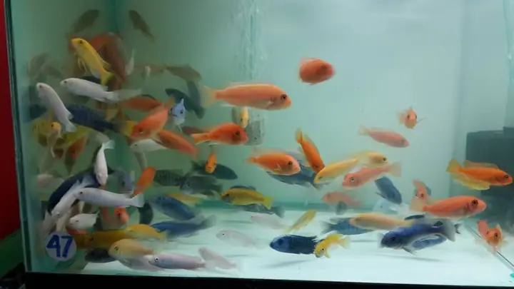 Bể Cá Ali Mini